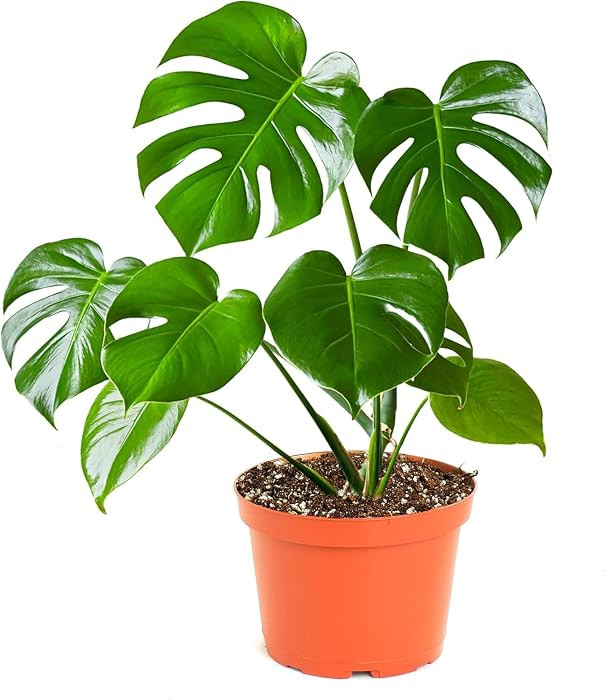 Shop Succulents Monstera Deliciosa Swiss Cheese Plant, Live Indoor Plant, Easy to Grow Split Leaf... | Amazon (US)