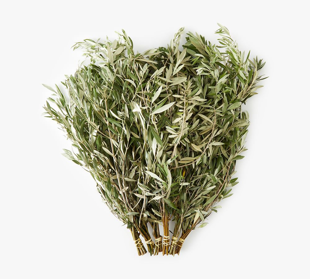 Live Olive Leaves Bunches | Pottery Barn (US)
