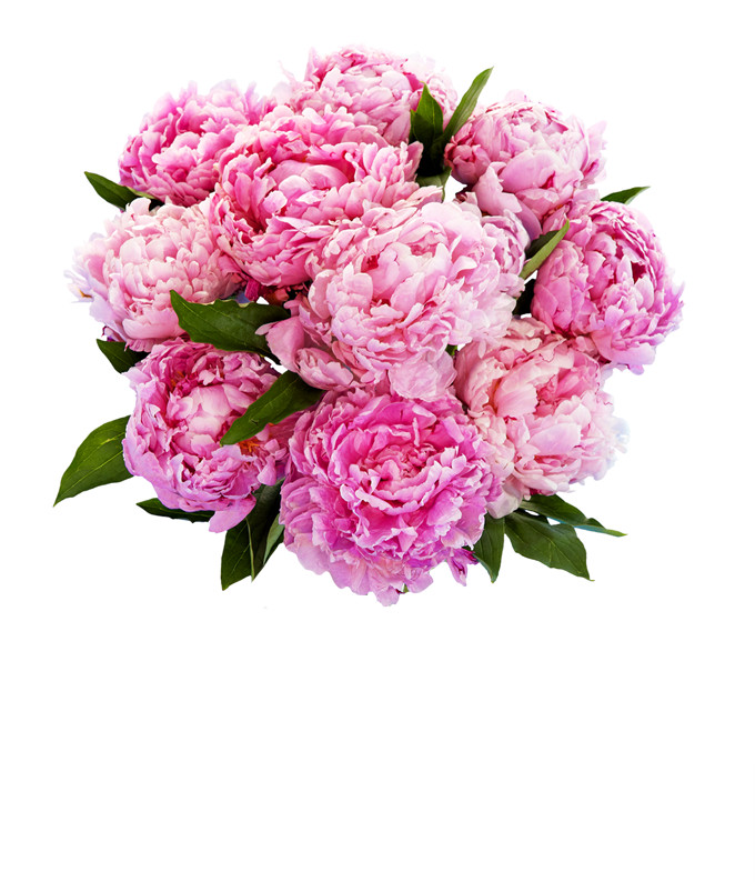 Pretty Pink Peonies | From You Flowers
