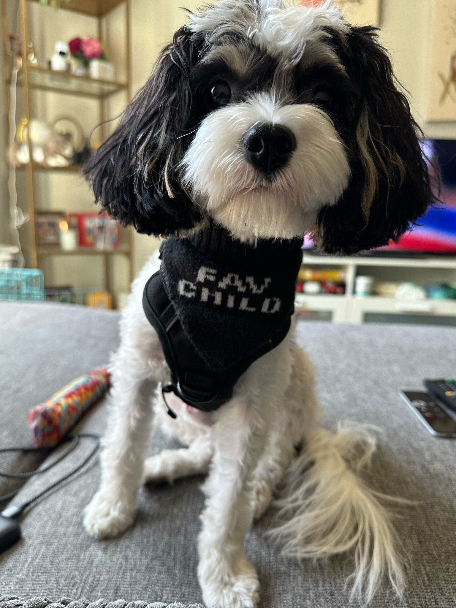 Indie is a huge fan of the new Cuddle Collab from Target. They have all the outfits and accessories to get your pet ready for the fall and winter. I’ve linked all the items I picked up for him. Indie is a Cavapoo that weighs 8 pounds and wears an XS. 

#LTKStyleTip #LTKFindsUnder50