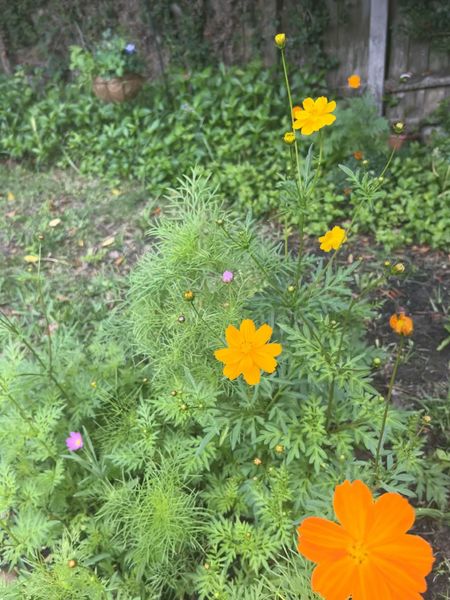 Tagging the two soil types I used for my Dollar Tree zinnia seedlings 🌱 🌸

#LTKwedding #LTKSeasonal #LTKhome