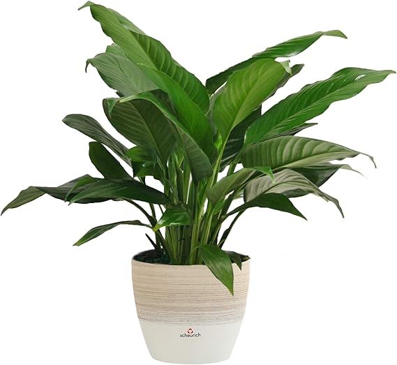 Costa Farms Spathiphyllum Peace Lily Live Indoor Plant in Premium Scheurich Ceramic Planter, 15-I... | Amazon (US)