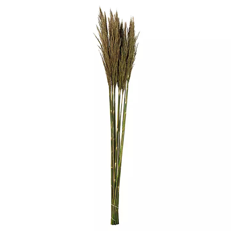 Green Preserved Plume Reed Bundles, Set of 2 | Kirkland's Home