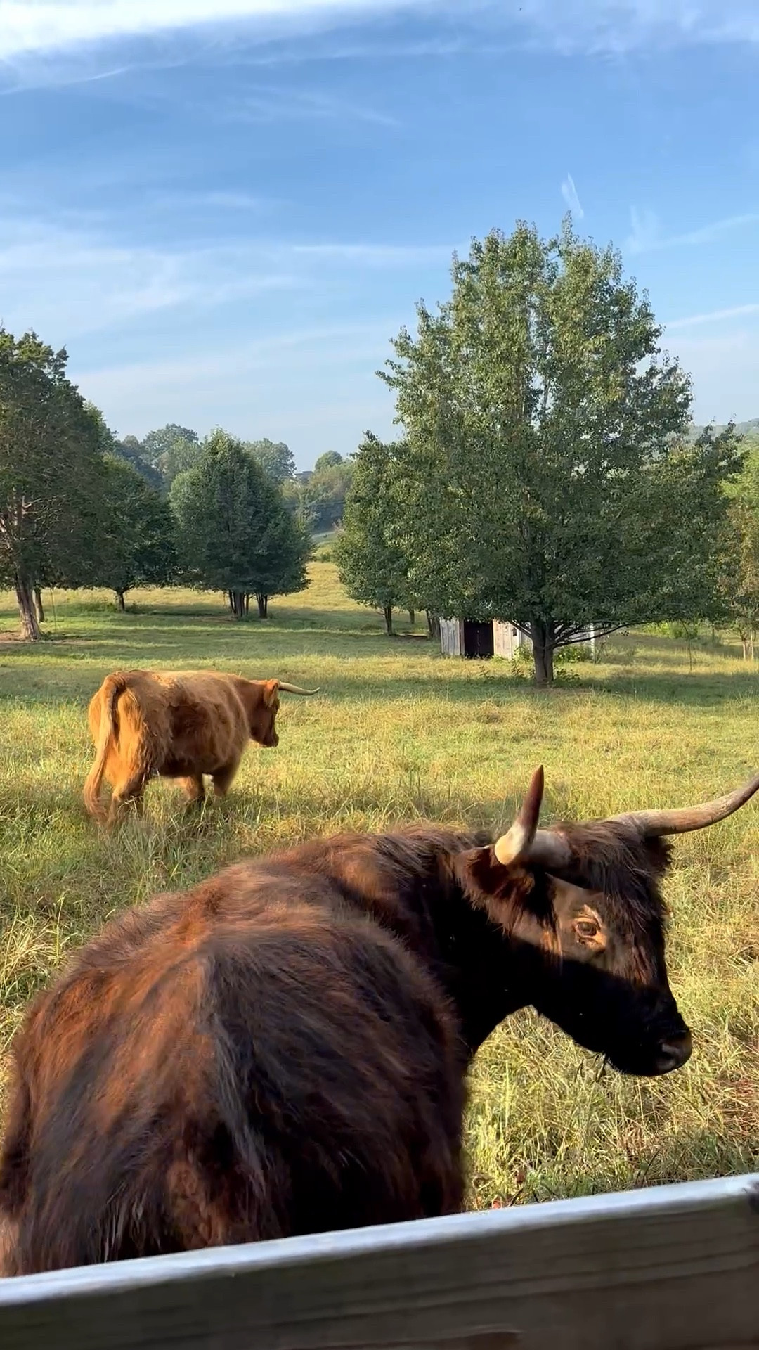 Unfortunately I have no treats today 😂 perks of sharing a trail from your friends house to your house!! And driving a truck 😂

#LTKFallSale #LTKHome #LTKPets