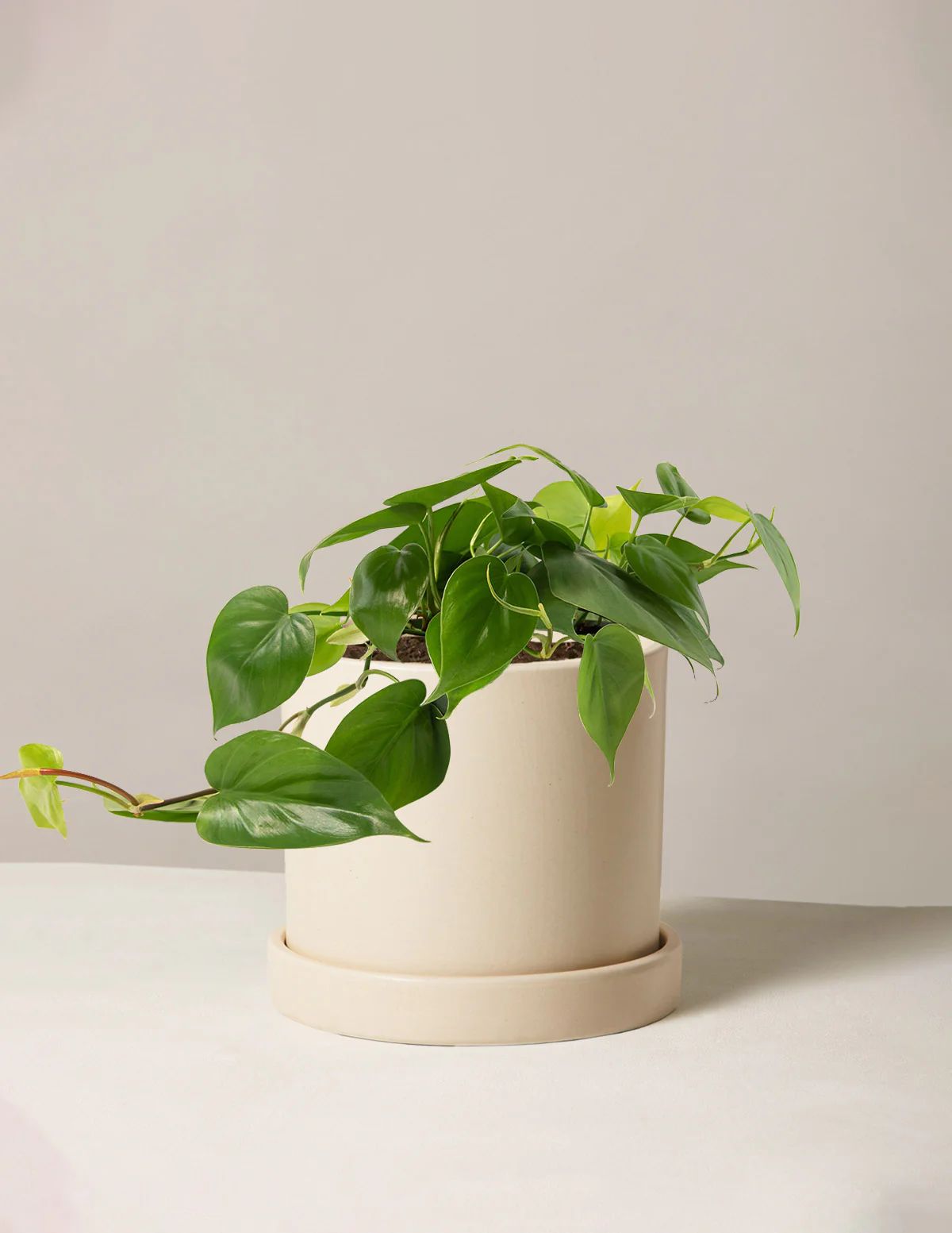 Philodendron Green | The Sill