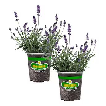 Bonnie Plants 2-Pack Lavender in 19.3-oz Pot Lowes.com | Lowe's