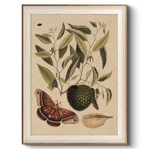 VIYYIEA Framed Wall Art for Living Room, Sugar Apple Canvas Prints, Vintage Home Decor, Hyalophora cecropia Painting Picture, Bathroom Wall Decor Gifts for Friends or Family -【Symbiosis】-(16L x 12W) | Amazon (US)