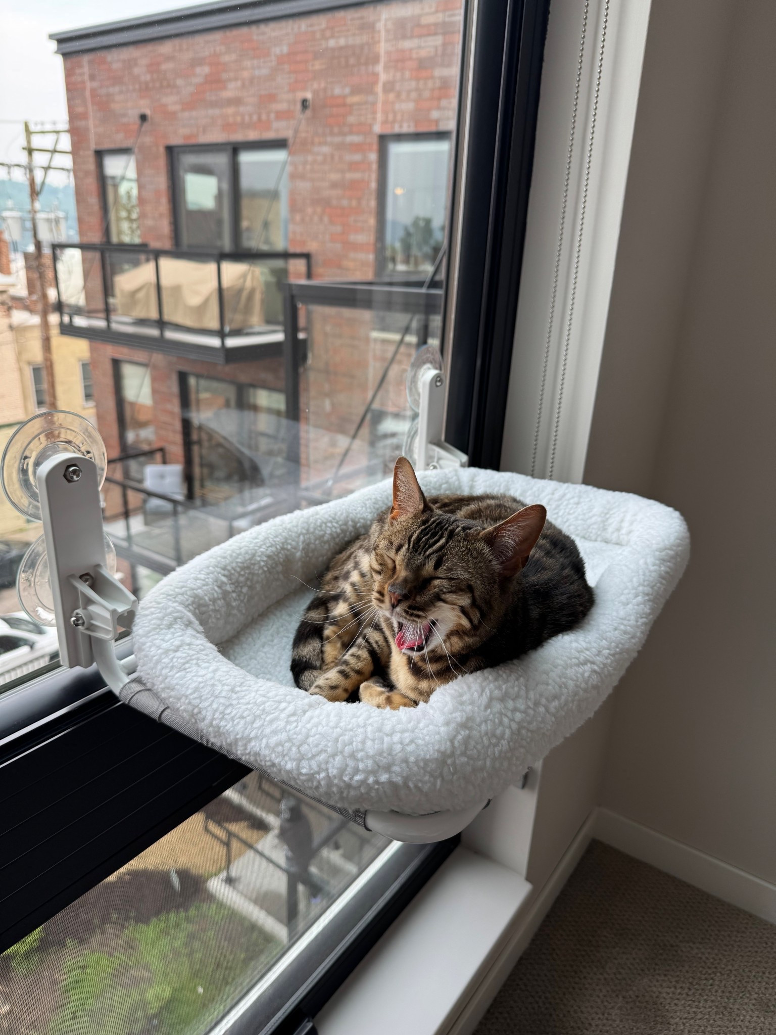 PERFECT cat bed for an apartment!!

#LTKPets #LTKHome