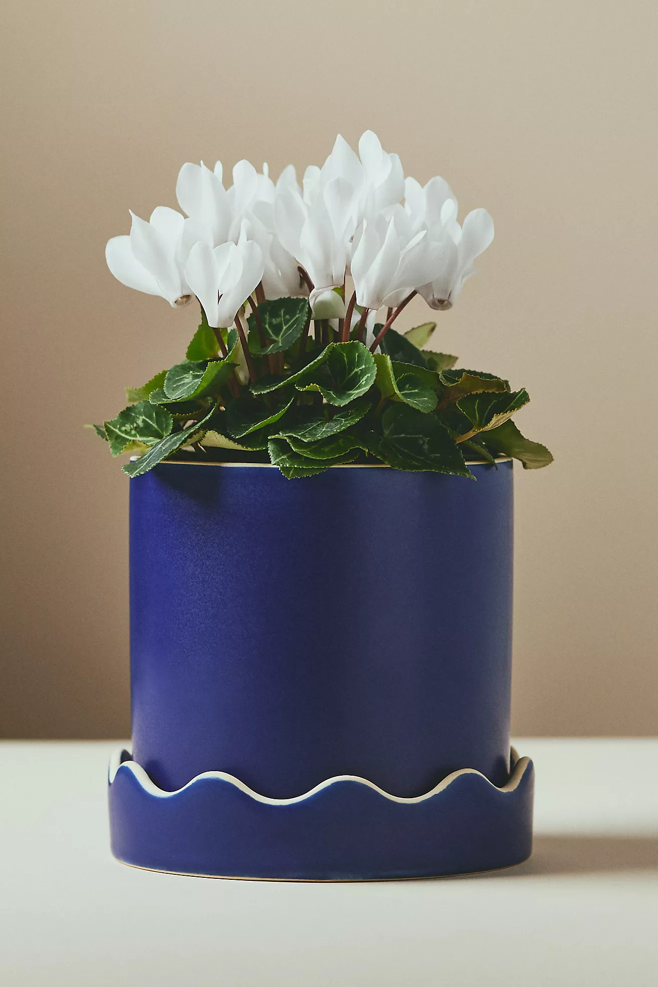 Pissaro Scalloped Ceramic Pot | Anthropologie (US)
