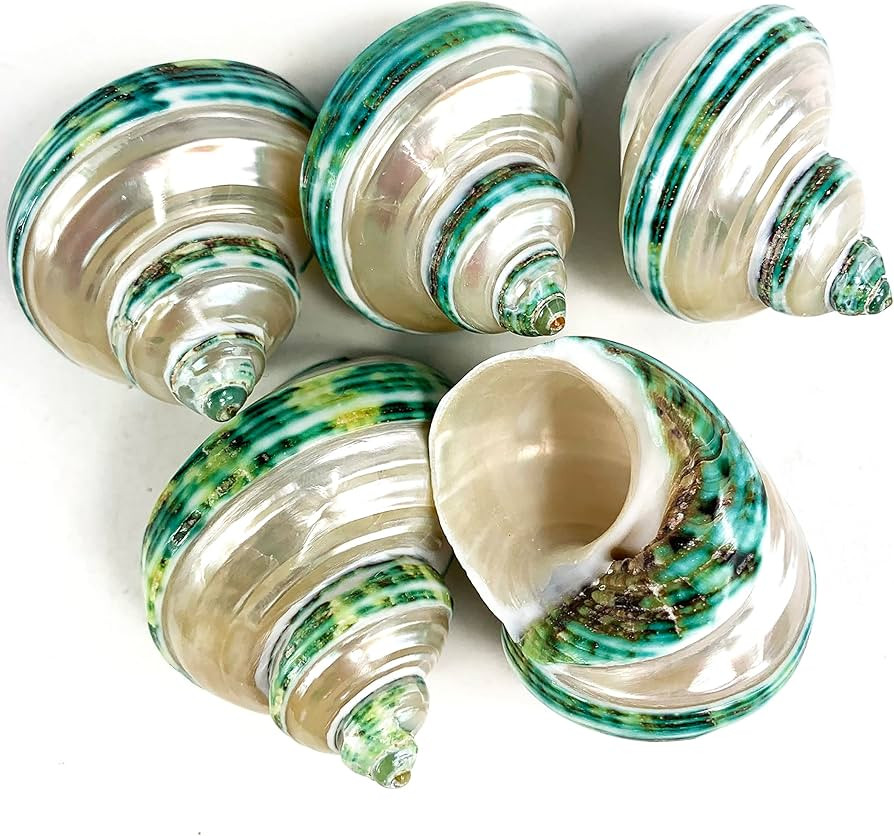 Heyiwell 5PC Green Turbo Banded Shells,Hermit Crab Shell &Turbo Shells Hermit Crab Supplies for D... | Amazon (US)