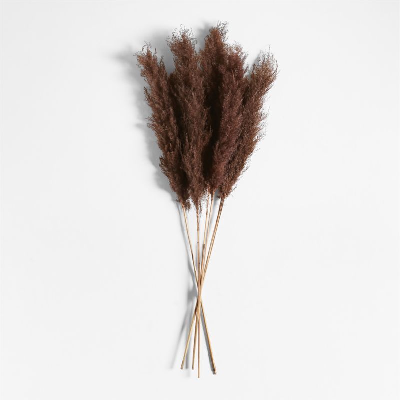 Dried Brown Grass Plume + Reviews | Crate & Barrel | Crate & Barrel