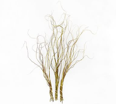 Live Curly Willow Branches, 3 Bunches | Pottery Barn (US)