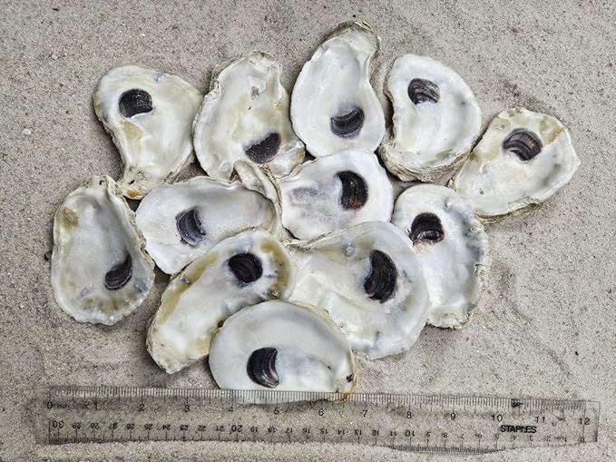 3-4" Oyster Shells (12 pcs) | Amazon (US)