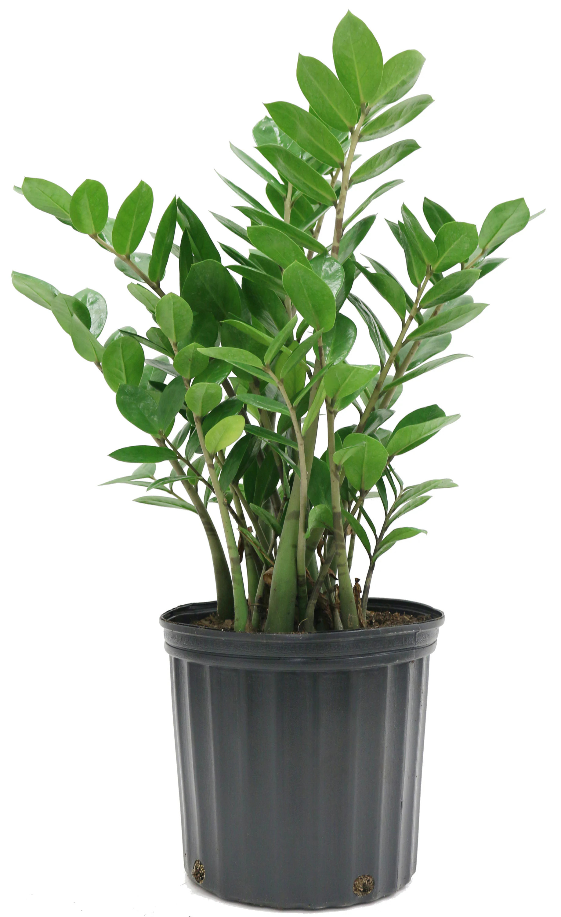 Costa Farms ZZ Plant House plant in 10 Inch(es) Pot 1 -Pack | L-GZZ-G-POT-01-LW | Lowe's