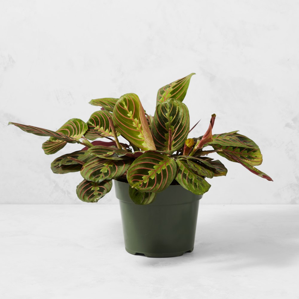 Live In Prayer Maranta House Plant, 12" | Williams-Sonoma