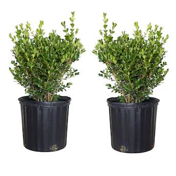 Japanese Boxwood Foundation/Hedge Shrub in 2.5-Gallon (s) Pot 2-Pack | Lowe's