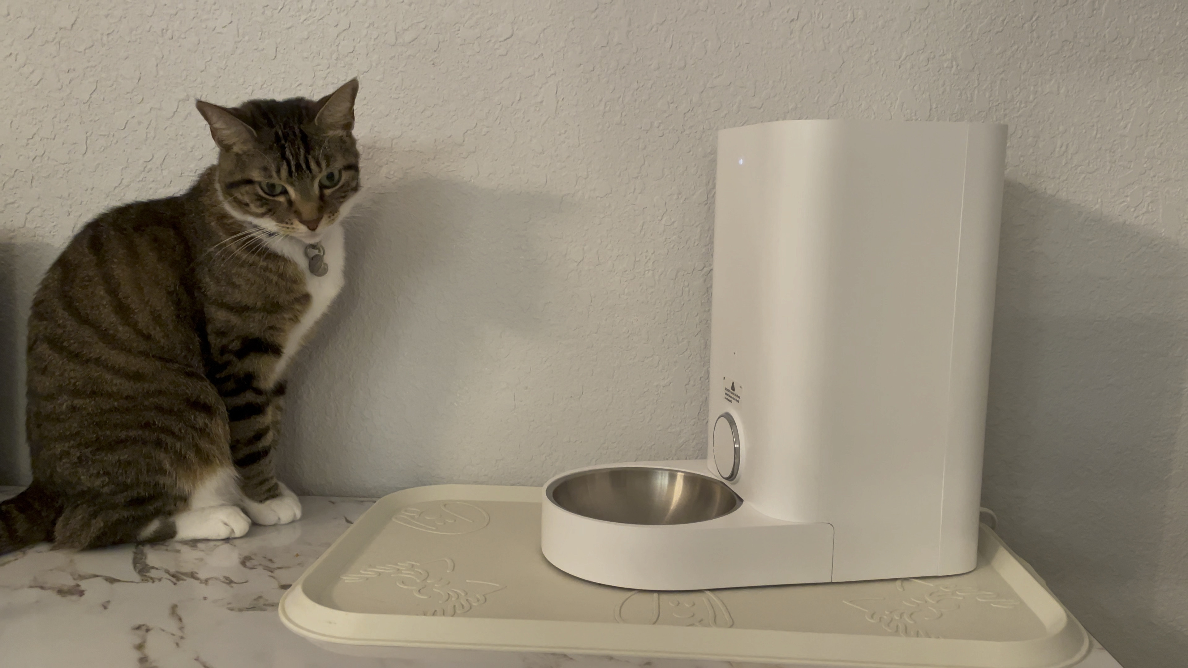 My pawsome automatic feeder! Works on wifi & an app! #catfinds #automaticfeeder #amazonpets #amazonfinds 

#LTKfindsunder100