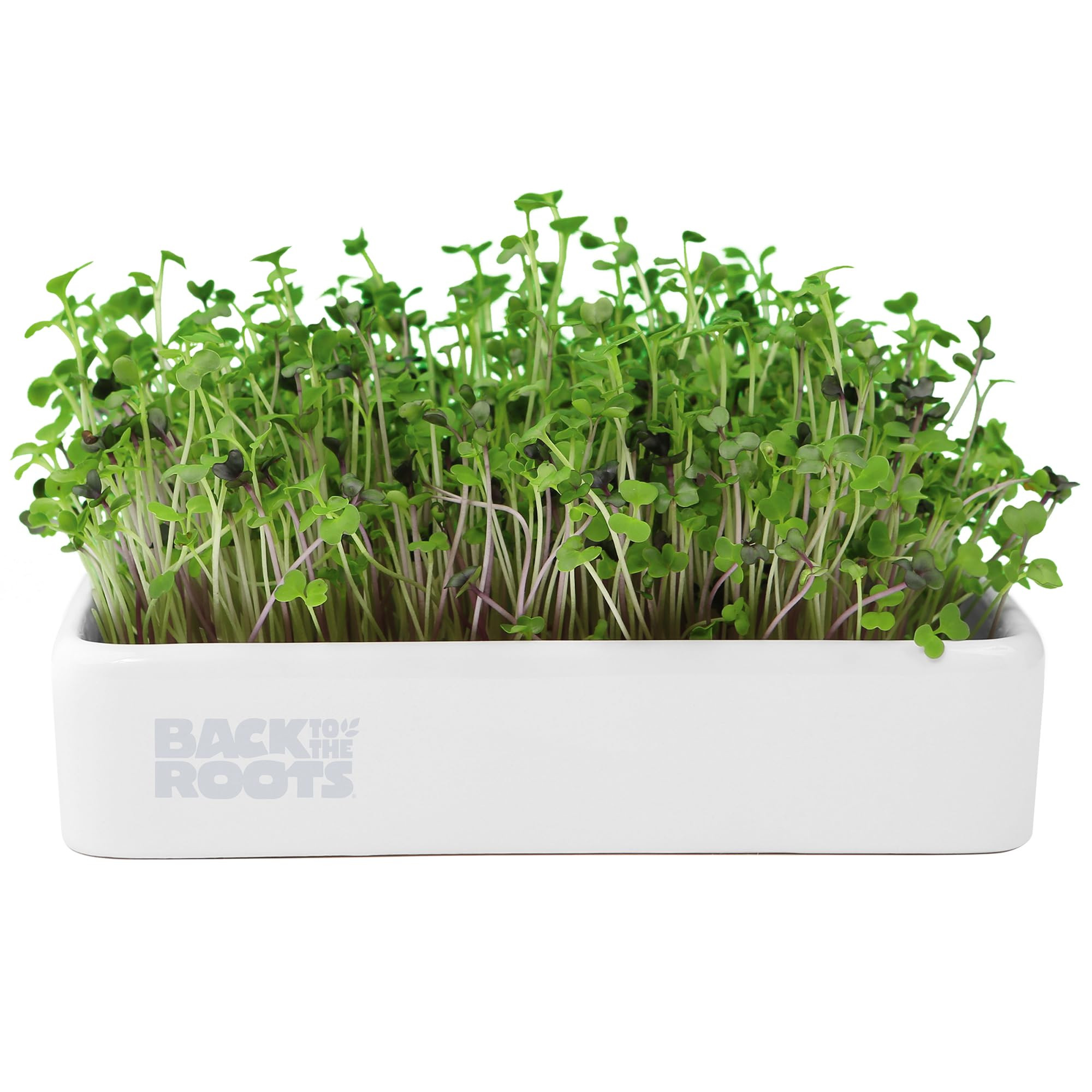 Back to the Roots Organic Microgreens Grow Kit with Ceramic Planter, Expandable Soil, Organic See... | Amazon (US)