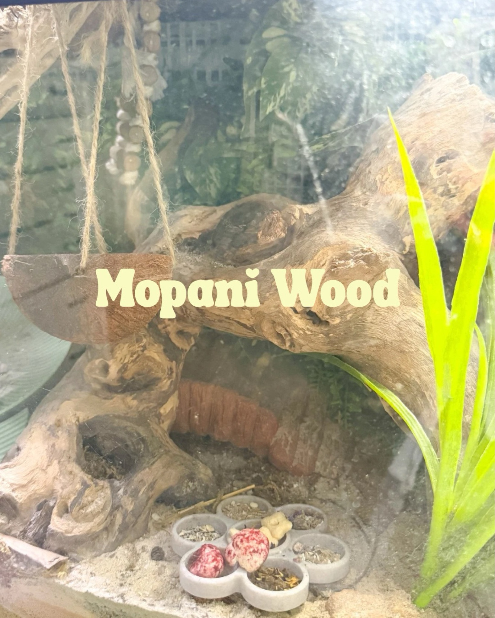 Mopani wood for hermit crab tank 
