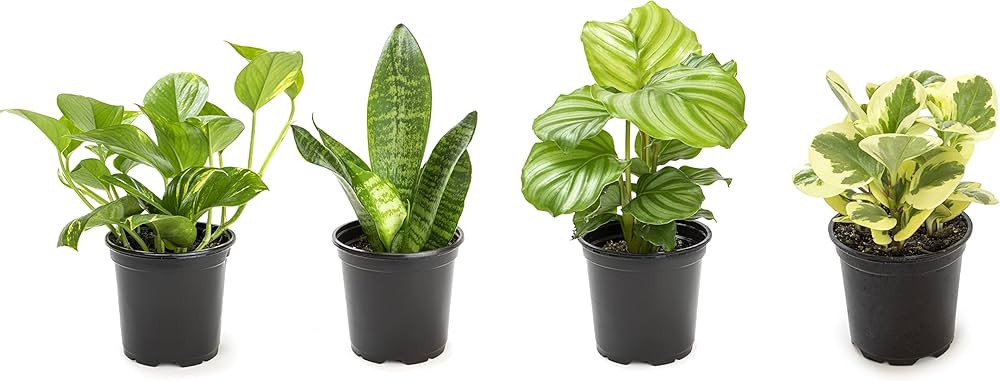 Essential Houseplant Collection (4PK) Live Plants Indoor Plants Live Houseplants in Plant Pots, E... | Amazon (US)