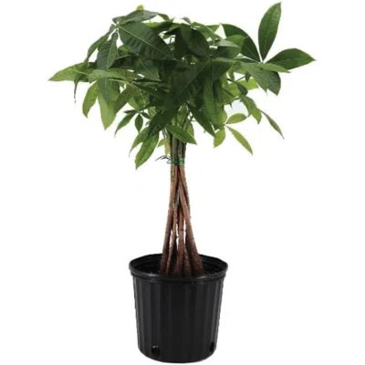 Pet Friendly American Plant Exchange Money Tree, 10-Inch Pot, Large Indoor Houseplant, Perfect for Home & Office | Wayfair North America