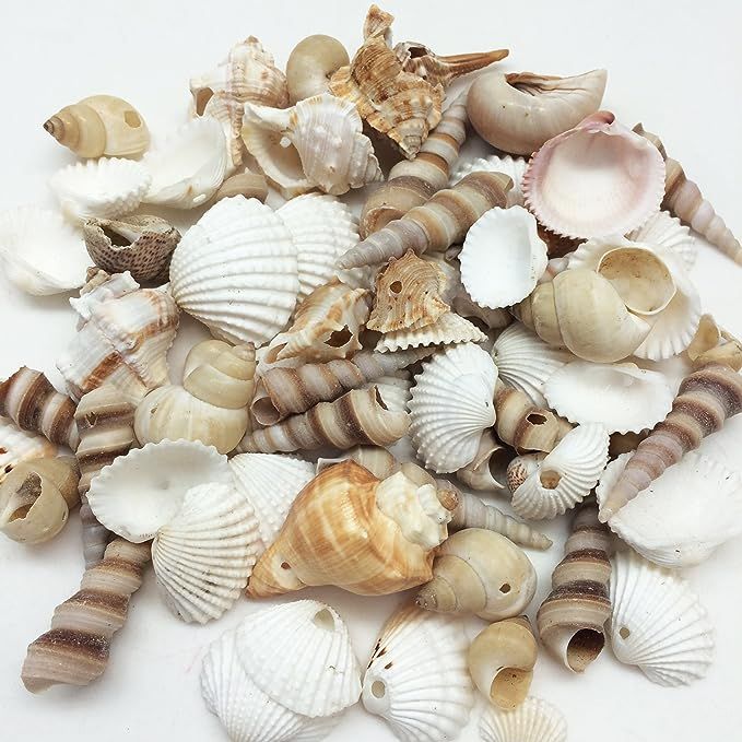 PEPPERLONELY Small Drilled Shell Mix Sea Shells, 6 OZ Apprx. 60+ PC Shells, 1-1/2 Inch | Amazon (US)