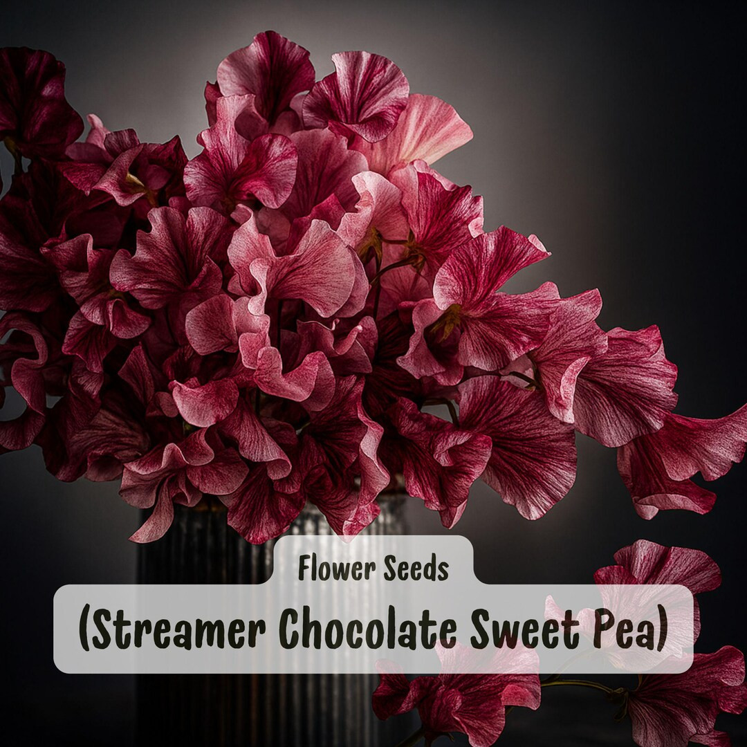 Streamer Chocolate Sweet Pea Seeds: Rare Flower, Fragrant Climbing Blooms | 50 Seeds - Etsy | Etsy (US)