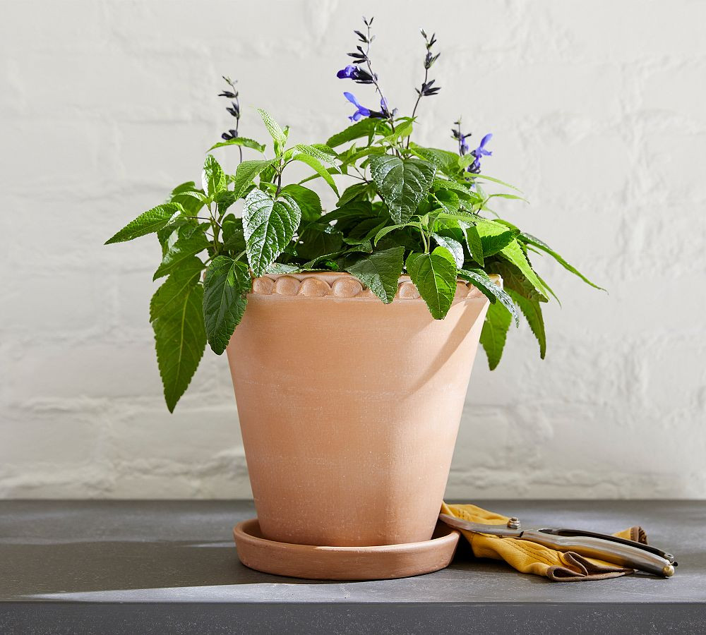 Provence Scalloped Edge Planters | Pottery Barn (US)