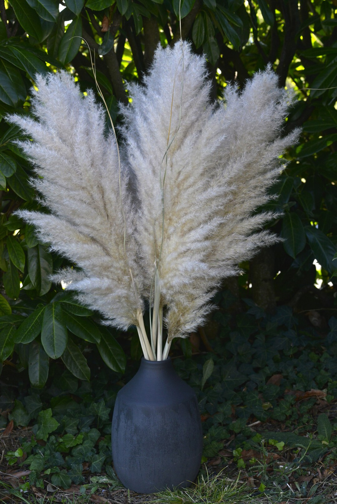 Pampas naturelles séchées - Etsy France | Etsy (FR)