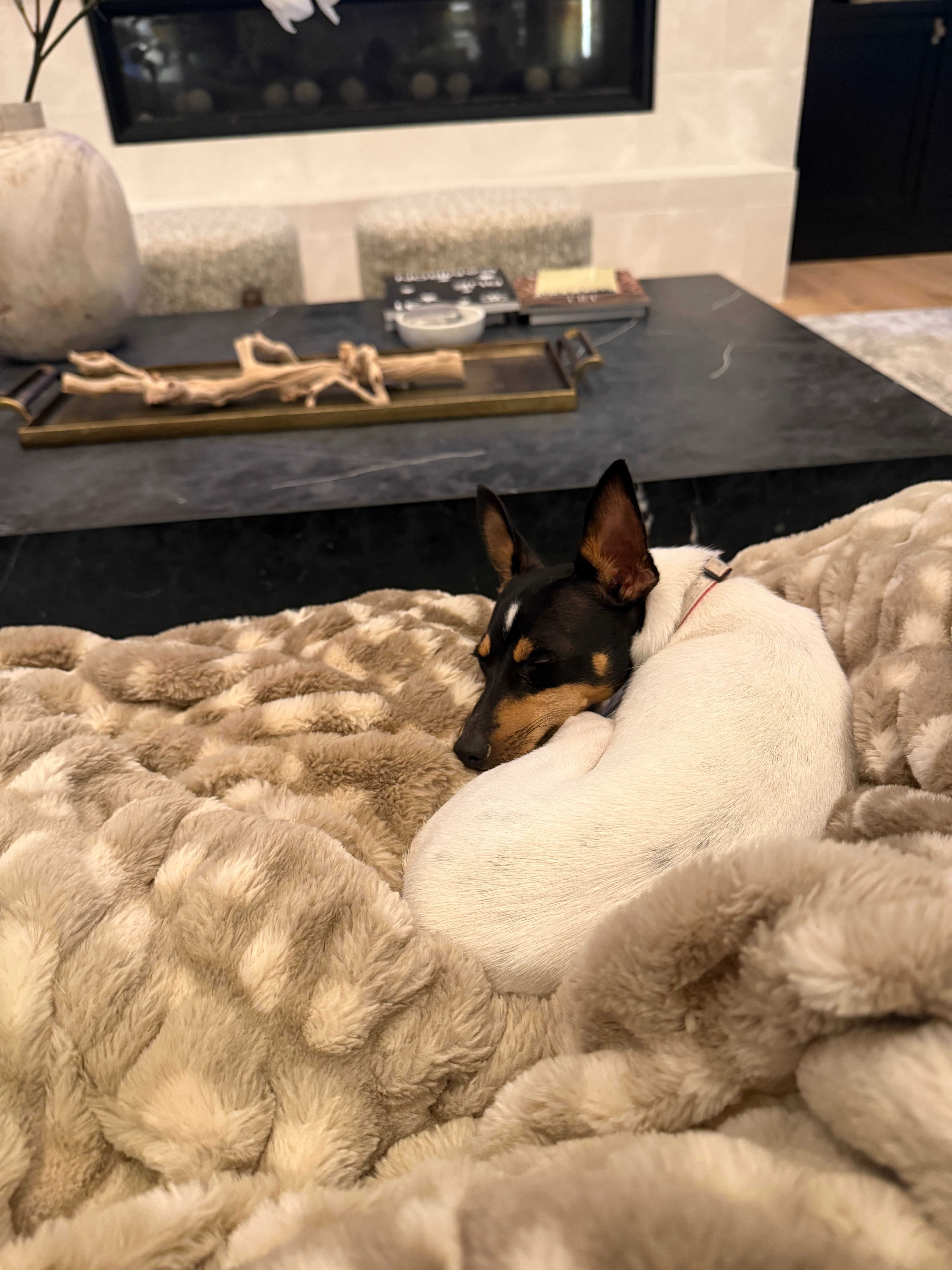 Tacho loves Lola Blankets as much as I do. These make for a great gift. So cozy! 

 #LTKdayinmylife #LTKmomlife #LTKHome