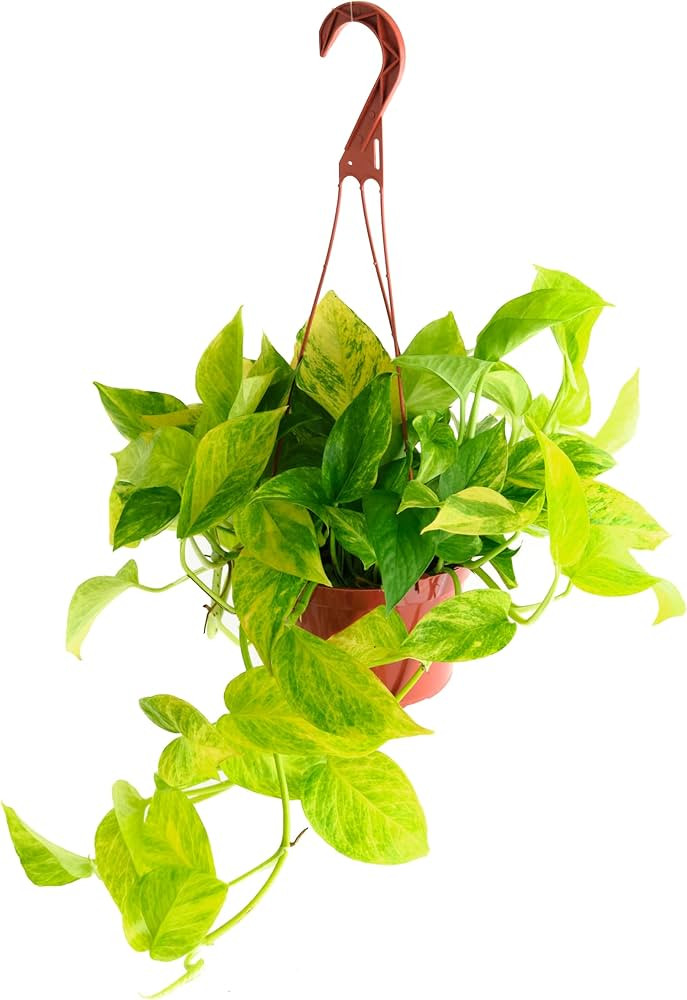 Shop Succulents Pothos Neon Queen, Live Indoor Plant, Low Maintenance Houseplant with Vibrant Neo... | Amazon (US)