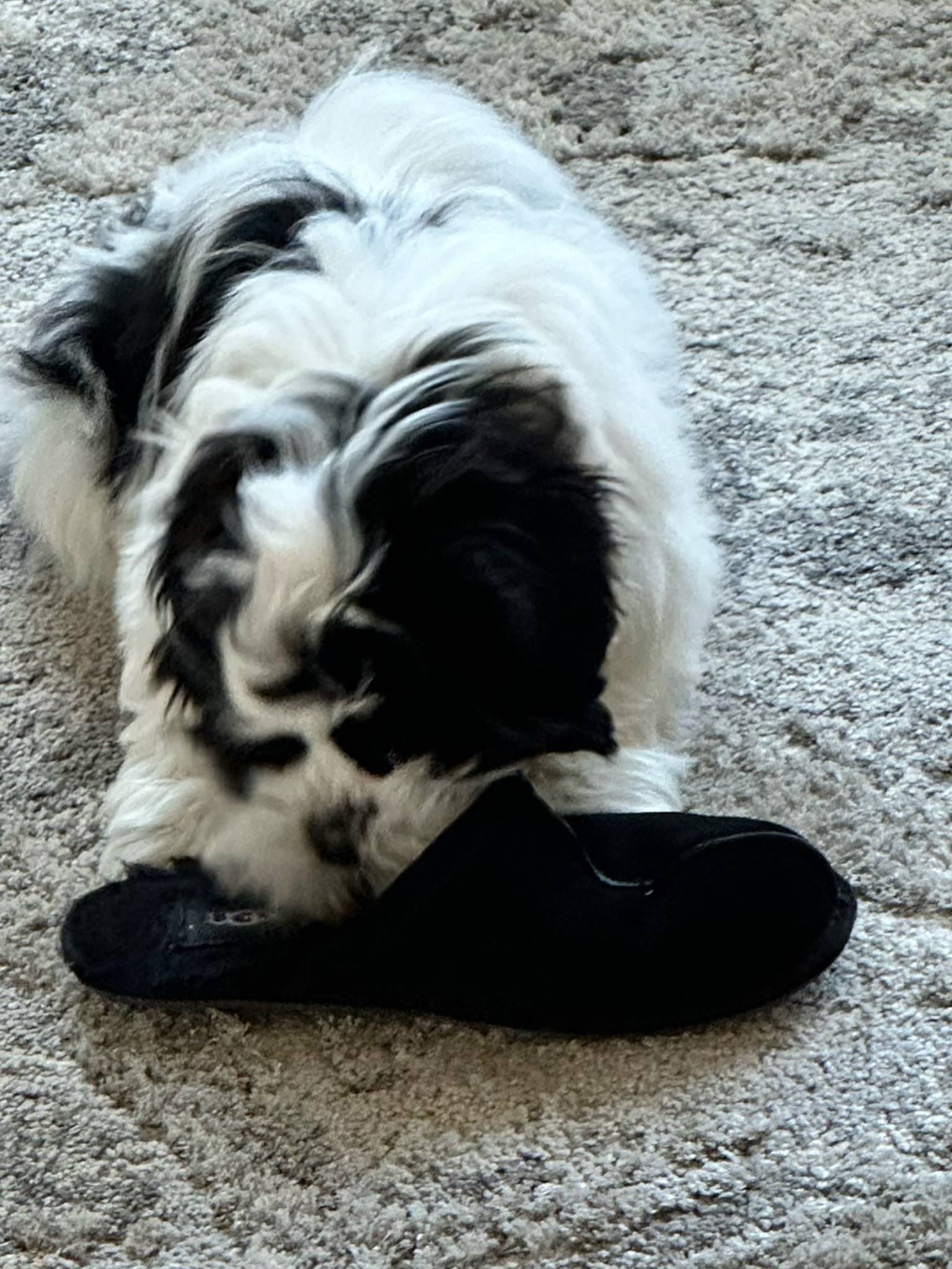 This is why today I am looking for new Ugg slipper and found some on sale I wanted to share with you! 

#LTKsalealert #LTKhome #LTKshoecrush