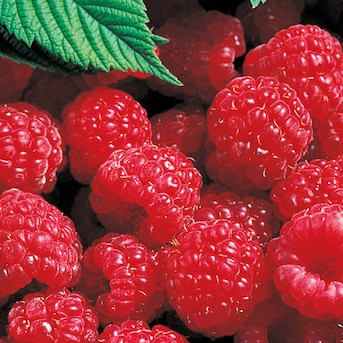 Gurney's Seed and Nursery 2 -Gallons Raspberry Plant 1.0 -Pack | Lowe's