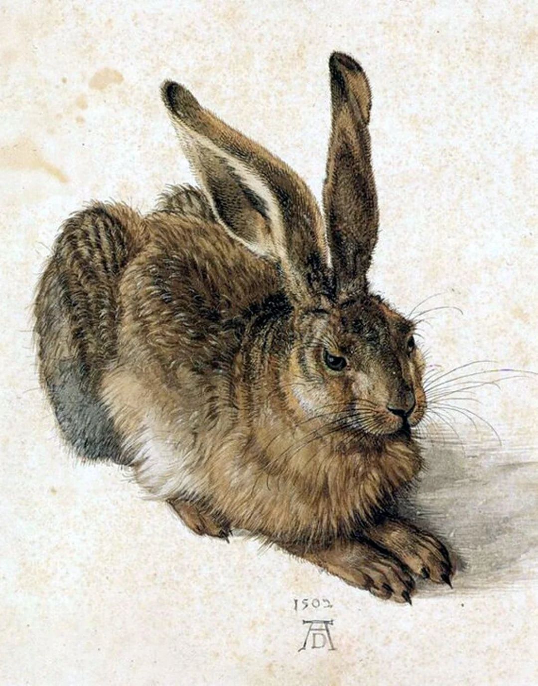 Albrecht Durer-young Hare 1500s Rabbits Bunny Animal Art - Etsy | Etsy (US)