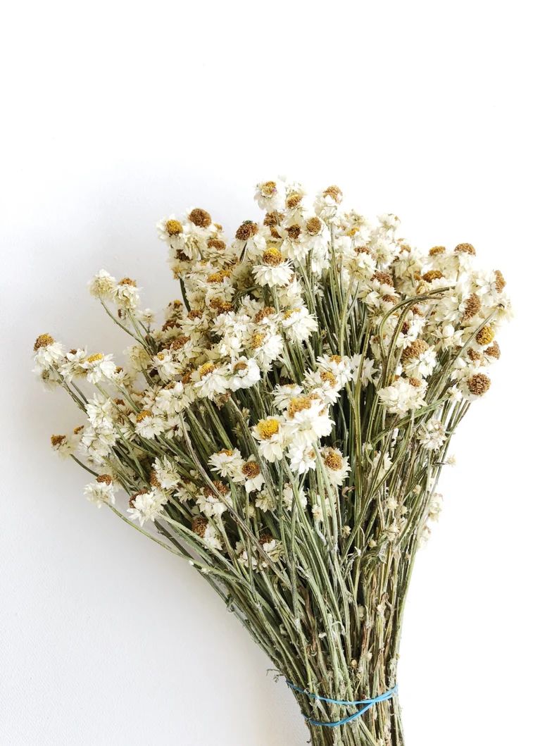Short Dried Ammobium White Flowers Filler Floral Wedding | Etsy | Etsy (US)