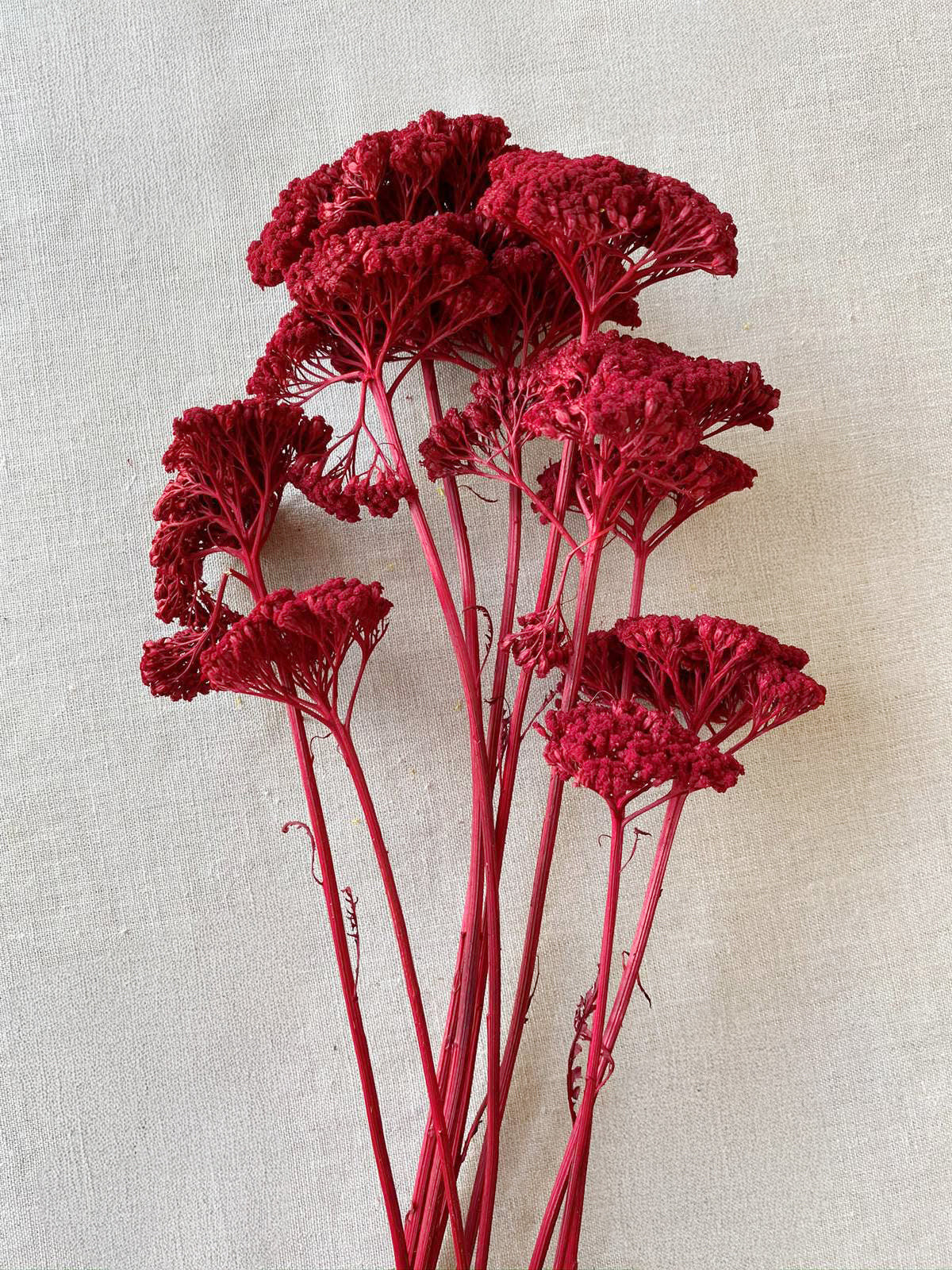 Dried Yarrow Flowers | Naturally Dried for Lasting Texture | Bloomist, Inc