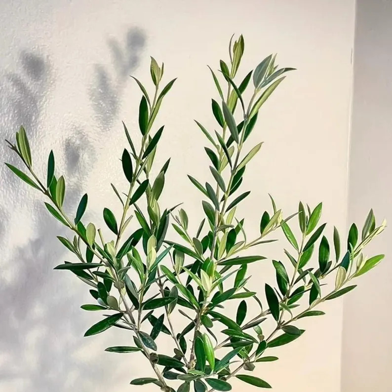 1 Dozen Fresh Olive Tree Stem Cuttings \u2014 Wedding + Event Favors, Bridal Bouquet Greenery, Li... | Etsy (Global)