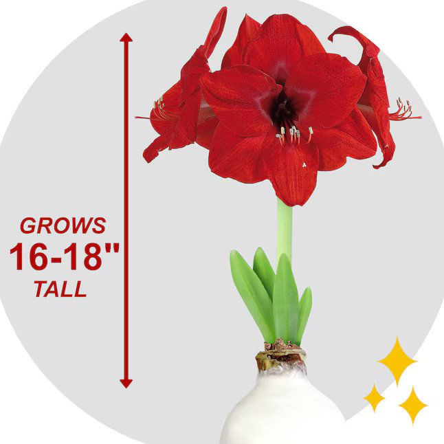 Garden State Bulb Red Red Lion Waxed Amaryllis Bulbs 1 Count | Lowe's