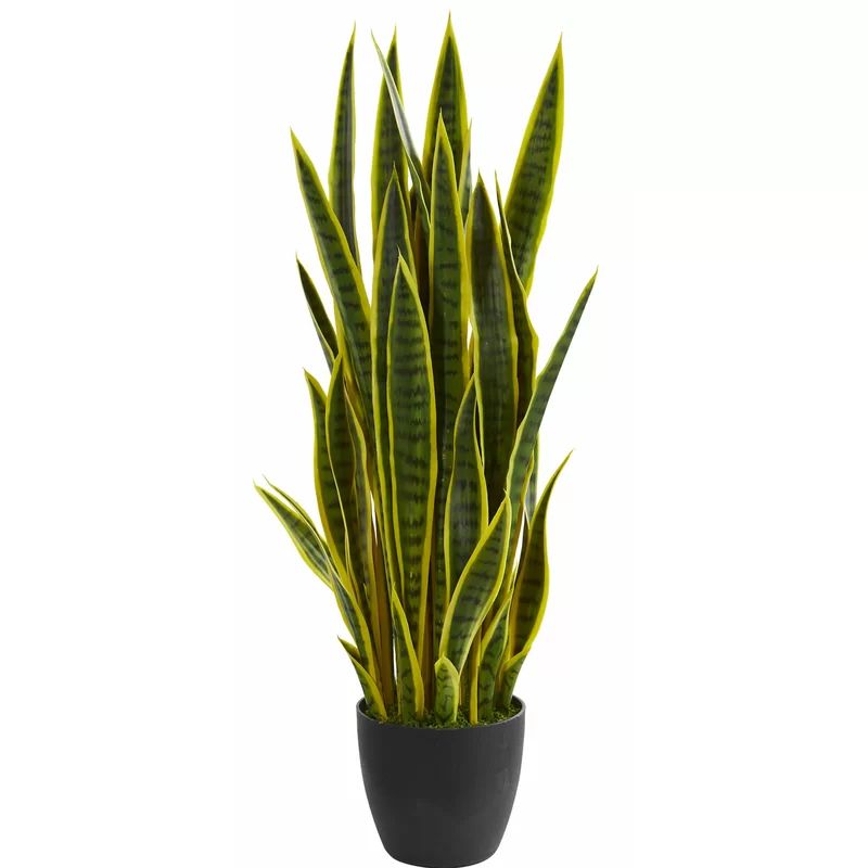 Sansevieria Floor Foliage Plant in Planter | Wayfair North America